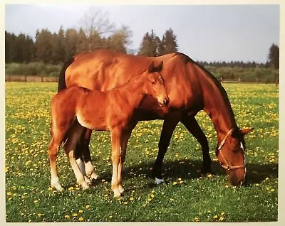 Horse Poster Print Colt Field Wildlife Lithograph Poster Vintage Sky Art New 88 • $18.99