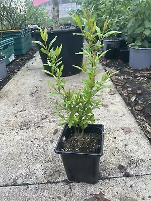 Pomegranate Tree Sapling 🇬🇧 UK Grown ~30cm Tall 9cm Pot • £15.98