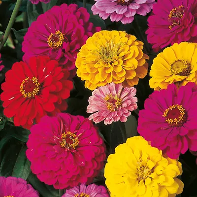 Dahlia Flowered Zinnia Mix Elegans Mixed Colors Easy To Grow FREE SHIPPING • $1.69