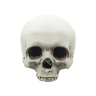 Human Skull Replica 1:6 Scale Cranium Bone (hand Painted) Miniature • $22