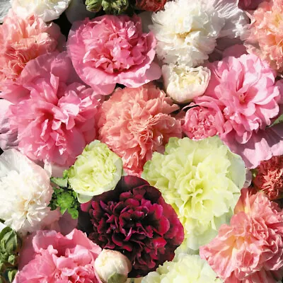 Hollyhocks Powder Puffs Mixed 1x Seed Packet By Thompson And Morgan • £3.49