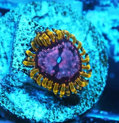 WWC Purple Monster Paly Zoanthids Paly Zoa SPS LPS Corals WYSIWYG • $4.99