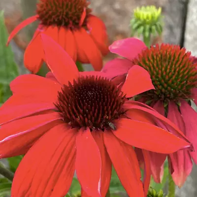 ECHINACEA Purpurea 'Cheyenne Spirit' Hardy Perennial - 12 Seeds • £2.49