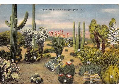 Varieties Of Desert Cacti Cactus Vtg Postcard CP315 • $2.85