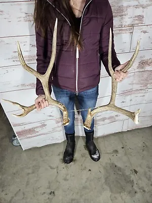 9 Point 153” Set Mule Deer Antlers Sheds Taxidermy Mount Cabin Decor Buck Tall • $119