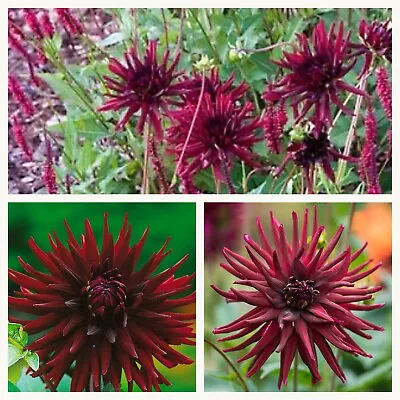 Cactus Dahlia Nuit D'Ete Tubers.Beautiful Deep Red Summer Flowers. Easy To Grow • £29.95