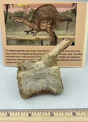 Spinosaurus Caudal Vertebra Dinosaur F0SSIL Before T Rex Cretaceous Z2 • £138.53