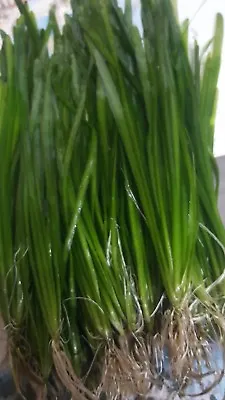 Straight Vallisneria Spiralis Live Aquarium Aquatic Plant TOP QUALITY VALLIS • £23.71