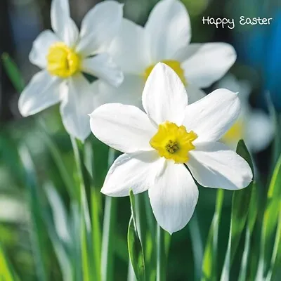 Charity Easter Cards - Daffodils In Bloom - Pack Of 5 With Envelopes • £2.99