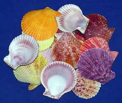 Pecten Scallop Half Shells~ 2 -2-1/2  ~Assorted Colors (10 Shells) • $7