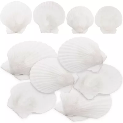 10PCS Small Scallop Shells For DIY Crafts And Decor- • $11.99