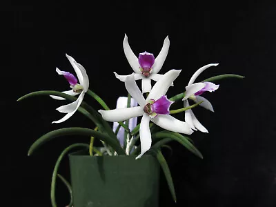 DO -  Leptotes Bicolor 4n  Mini Cattleya Orchid In 2 Spikes 8 Flowers! • $39.99