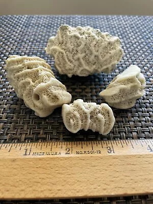 $7.99 • Buy Dried Brain CORALS Fossil Beach Ocean Sea Reef Fish Tank Aquarium Decoration