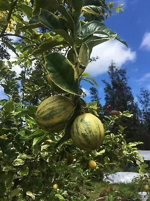 5 Hawaii Grown Variegated Pink Meyer Lemon Seeds  • $20