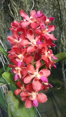 Orchid Vanda Waironara Tango Fire Mad Happenings Tropical Hanging Plant • $42.95