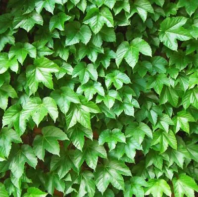 1 Pack 100 Virginia Creeper Seeds Parthenocissus Quinquefolia Boston Ivy • $2.60