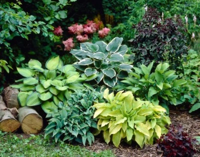 £11.99 • Buy Hosta Canadian Blue X 3 Small Perennials