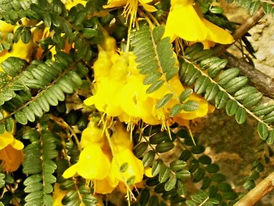 SOPHORA MICROPHYLLA Yellow Kowhai Elegant Shrub Striking Yellow 10cm • £9.90