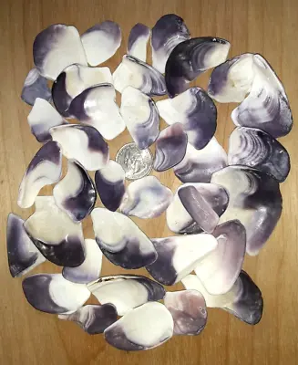 1 Pound Of Surf Tumbled Quahog/Wampum Shell  Pieces Superior Quality Great Color • $16.99