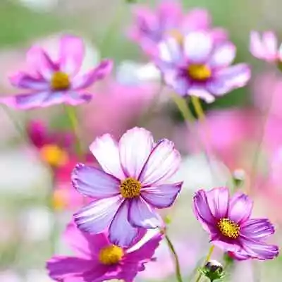 Cosmos 'Picotee'  4 X Plug Plants  Grows To 4ft And Ideal For Borders • £7.99