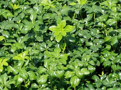 Pachysandra Green Sheen 100 Bare Root Plants • $277