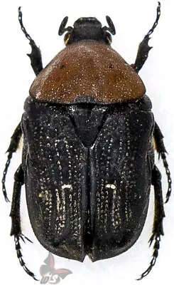 Tephraea Dichroa(?)  From TanzaniaACTUAL SP.MOUNTED Beetle • $11