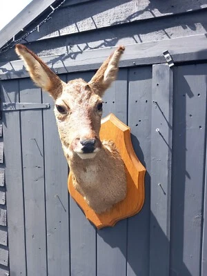 £145 • Buy Taxidermy Roe Deer Head Mount 