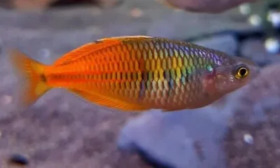 Boesemani Red Fire Rainbow Fish Melanotaenia Boesemani 4cm • £10
