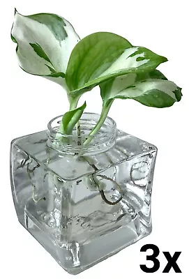 Glass Square Vase Clear Bud Propagation Hydroponic Terrarium Wedding 314ml Jar • £15.98