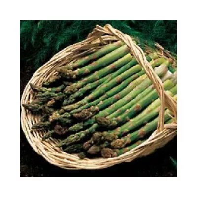 Asparagus Jersey Knight Bareroot Plants Crown Vegetable Garden Bare Root Male • $2.75
