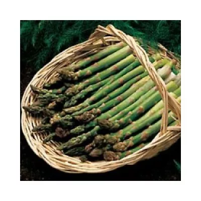 Lot Of 25 Asparagus Jersey Knight Bareroot Plants Crown Vegetable Garden Male • $63.50