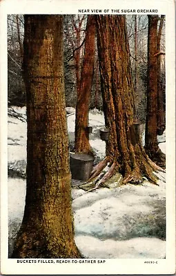 View Of Sugar Orchard Making Maple Sugar Vintage Postcard BUCKETS FILLED • $6.22