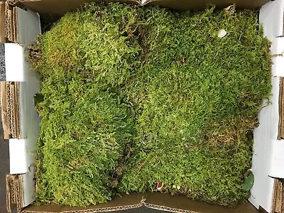 Fresh Sheet Moss. 3 To 5 Lb. Box - Approx. 3.5 Square Ft. • $44