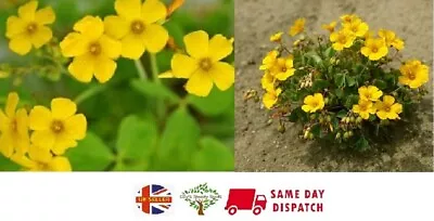 £5.99 • Buy Chilean Wood Sorrel (Oxalis Valdiviensis) 10+ Seeds | Hardy | Same Day Dispatch
