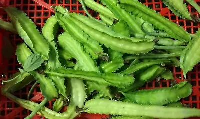 50 Organic Winged Bean Seeds (four Angled/manila/GOA/dragon/princess/asparagus) • $9.95