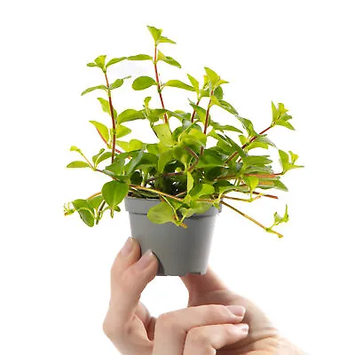 £7.99 • Buy Baby Trailing Jade Plant Peperomia Rotundifolia Small Indoor Houseplant 6cm Pot