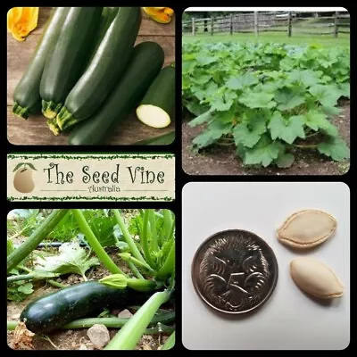 10+ ORGANIC ZUCCHINI BLACK BEAUTY SEEDS (Curcubita) Heirloom NON GMO Squash • $4