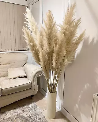 Sale Large Natural Pampas Grass 120cm Pampass Grass  Gift For Her Gift • £9.99