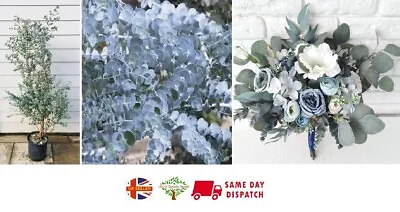 £5.99 • Buy Cider Gum (Eucalyptus Gunnii) | 15+ Seeds | RARE | Same Day Dispatch