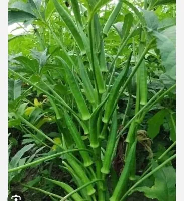 Vegetable - Okra - Clemsons Spineless - 60 Seeds - Best Quality  • £1.99