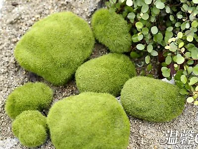 Craft DIY Moss Stone 6-8cm Miniature Doll House Fairy Garden Kit Decor Terrarium • $1.76