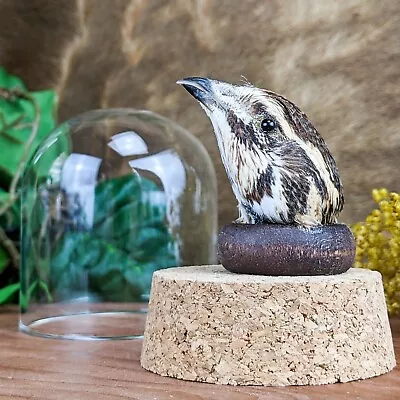 T7h Bird Quail Head Taxidermy Oddities Curiosities Preserved Glass Dome Display • $29.99