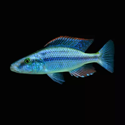 Malawi Eye-Biter Cichlid | Dimidiochromis Compressiceps | Lake Malawi Cichlid • £8.85