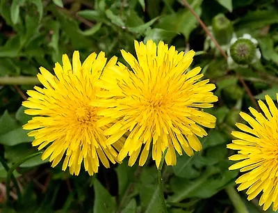 Dandelion - Taraxacum Officinale - 1200 Seeds - Culinary & Herbal Wildflower • £1.19