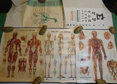 VTG MEDICAL CHART PETER BACHIN 1947 VASCULAR SKELETAL MUSCULAR 50s TB CHARTS LOT • $180