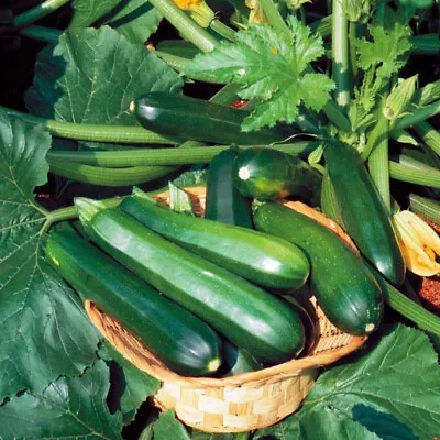 ZUCCHINI Black Beauty 10 Seeds HEIRLOOM Vegetable Courgette BUSH Zuchinni Squash • $3.35