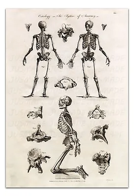 Anatomy FULL BODY SKELETON OSTEOLOGY PLATE 1 Vintage Illustration 22x15  Print • $20.99