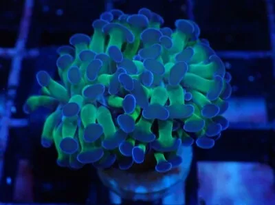 LPS Purple Tipped BRANCHING HAMMER Coral Frag Marine SINGLE HEAD (C) • £20