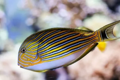 Clown Pyjama Tang Acanthurus Lineatus • £99.99