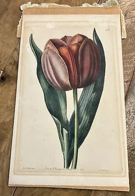 Dramatic Vintage Botanical Tulip Print Ridgeway Piccadilly 1838 • $8